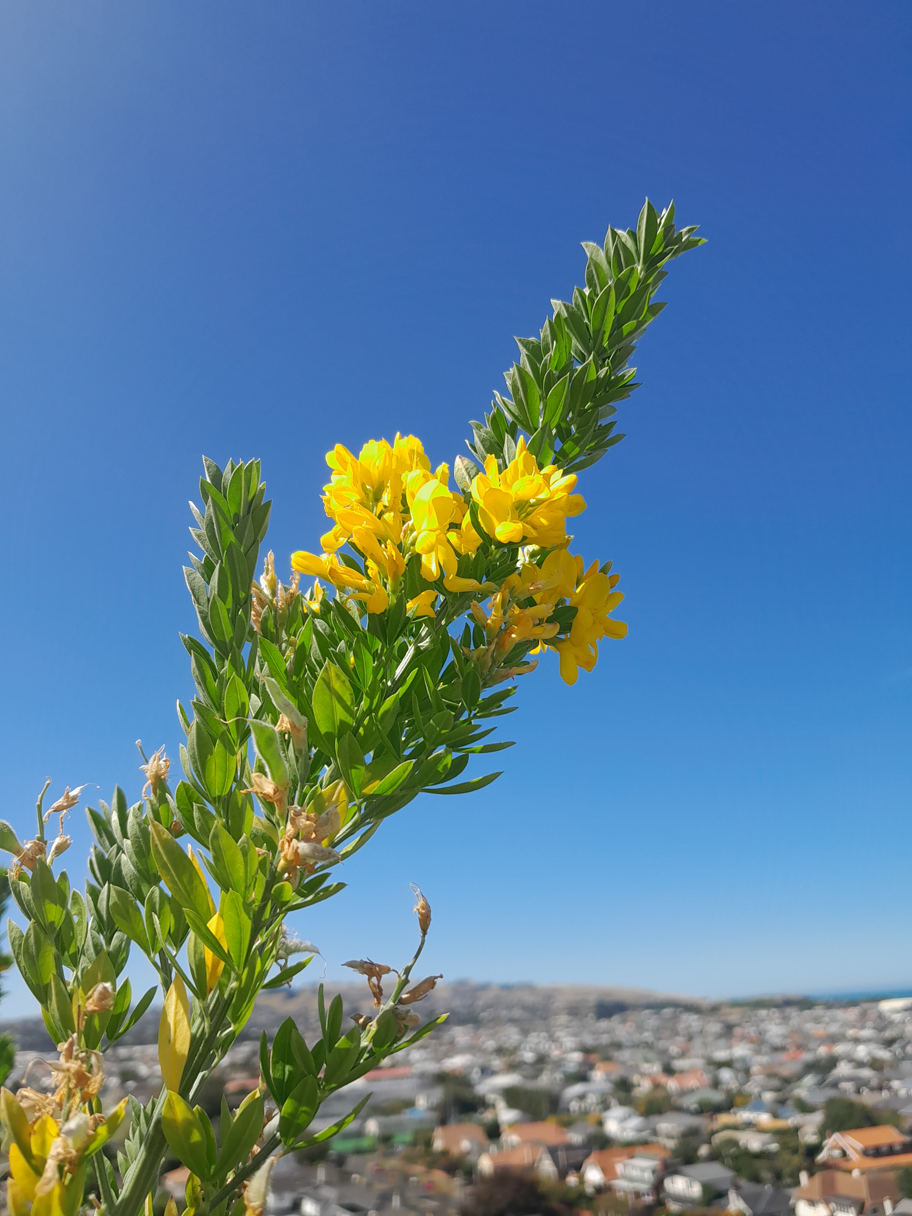 A sunny day of still and calm. A bunch of fragrant flowers are in bloom amongst soft leaves