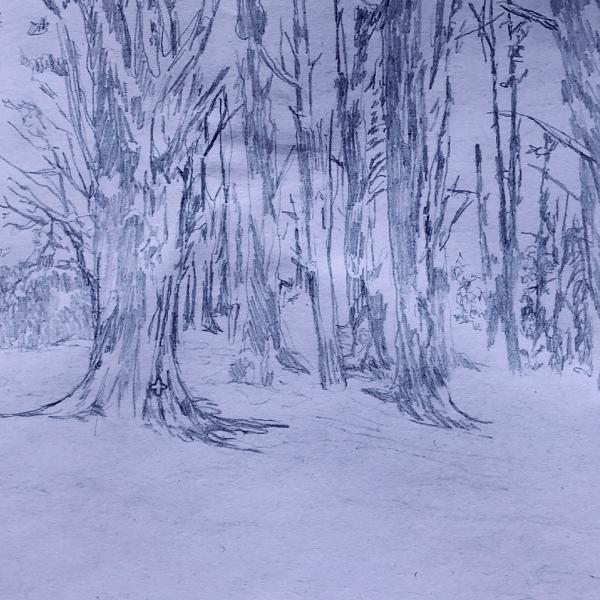 a pen sketch of the pine tree trunks of the town belt.