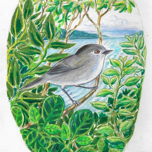 a riroriro in some branches