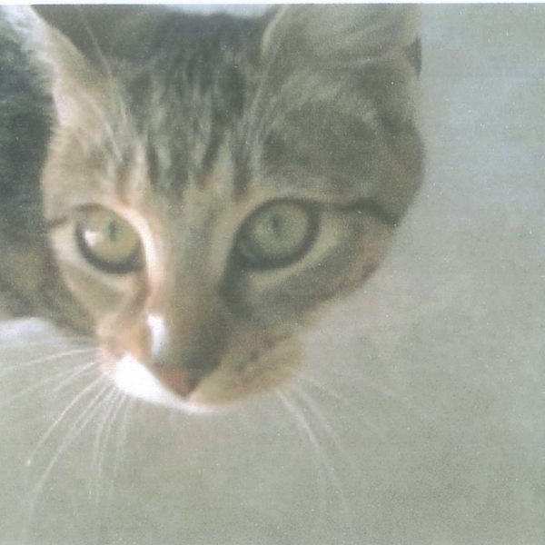 A tabby cat looks up at the camera