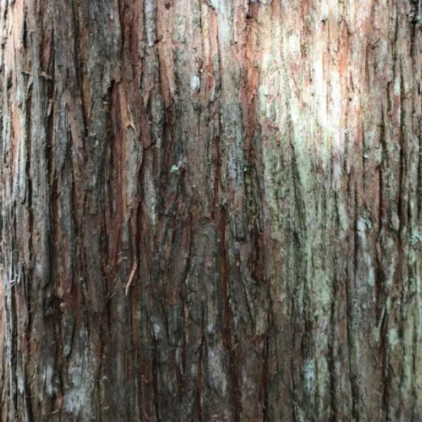 The bark the totara in dappled light