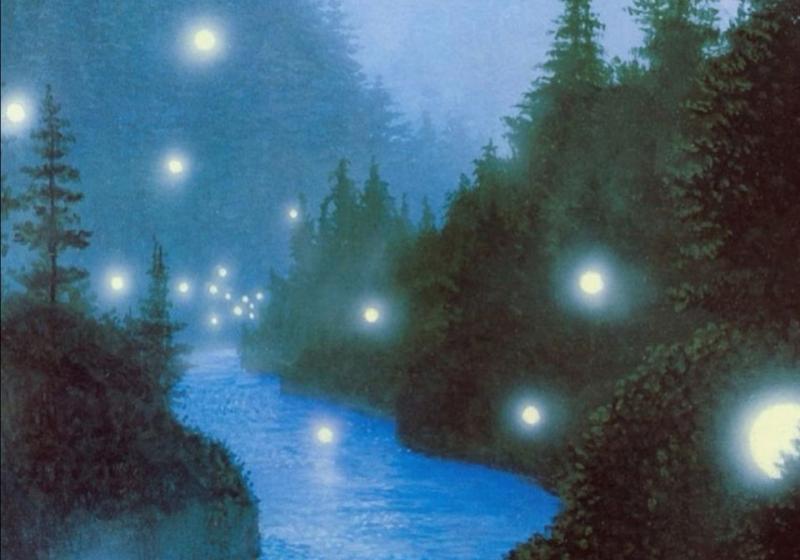 fireflies in the night forest