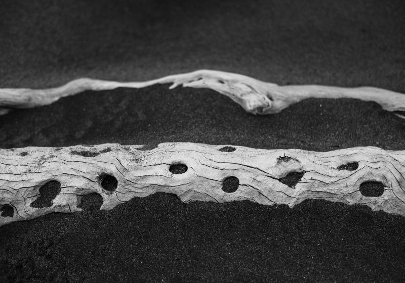 Balck and white image of pitted driftwood. The small round pits are filled with fine sand.