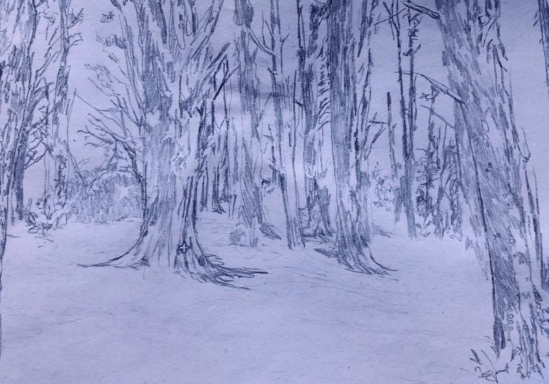 a pen sketch of the pine tree trunks of the town belt.
