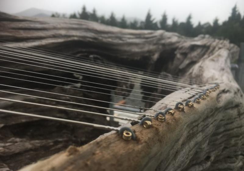 Guitar strings are anchored to an old gnarled log