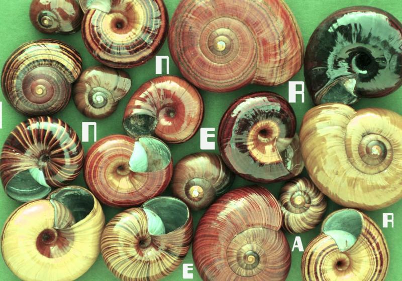 a collection of shells