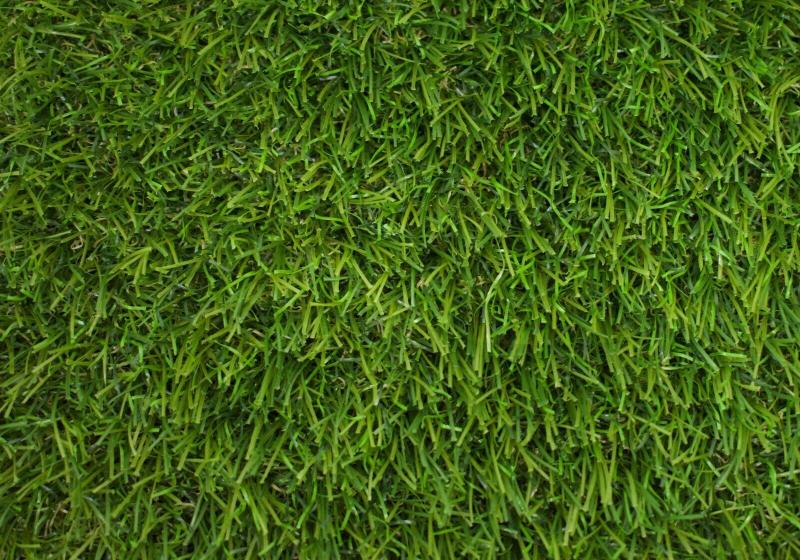 A photo of grass