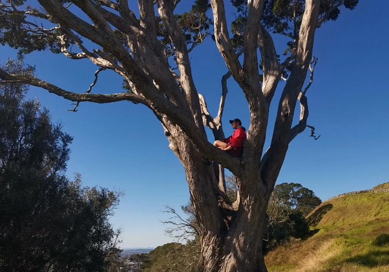 Geoff Gilson sits comfortably in the crook of a branch. He leans agaimnst the trunk of the tree and looks out and far. The tree is in a rural setting, with a ridgeline of dry yellow grass and tussock.