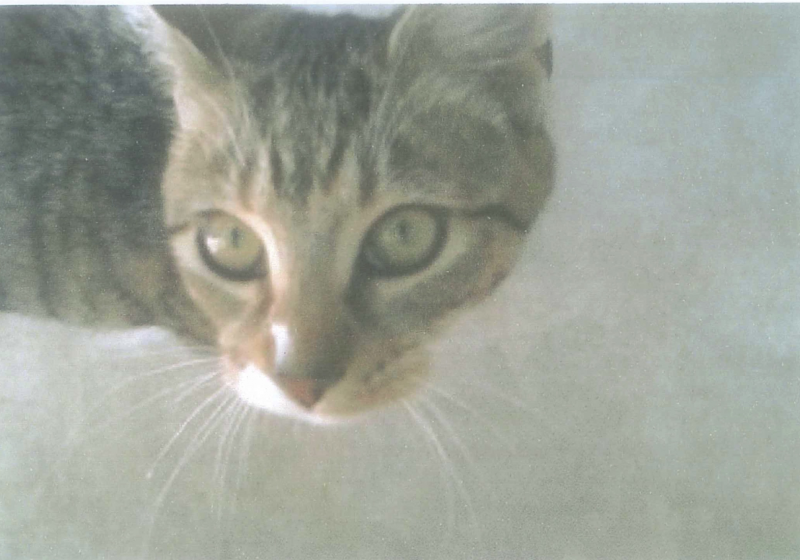 A tabby cat looks up at the camera