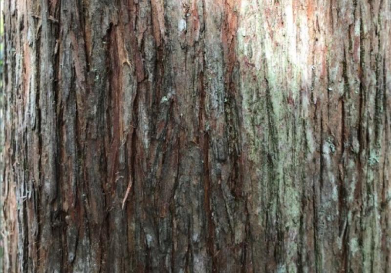 The bark the totara in dappled light