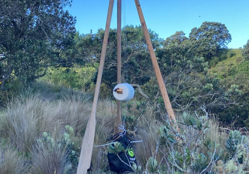 a photo of the aeolian harp located on Rangitoto Island. It is made from tripod of old boat oars. The strings hang down from the apex and go over a bridge on a taut skin drum. The sky is very blue, and the ground is a very dark black volanic rock.