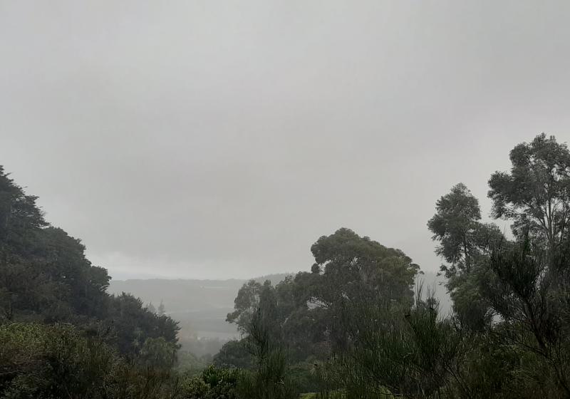 trees and rain