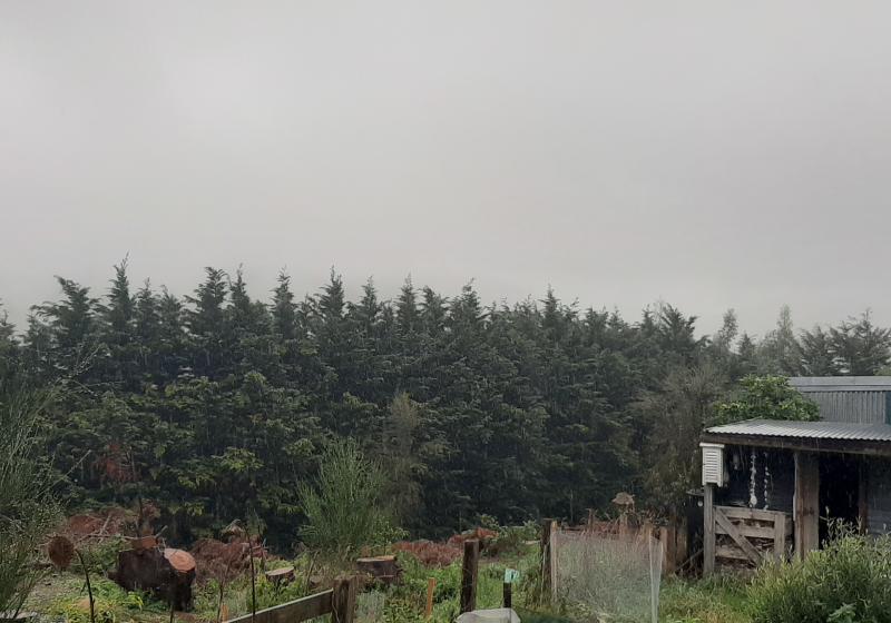 a shed of refuge