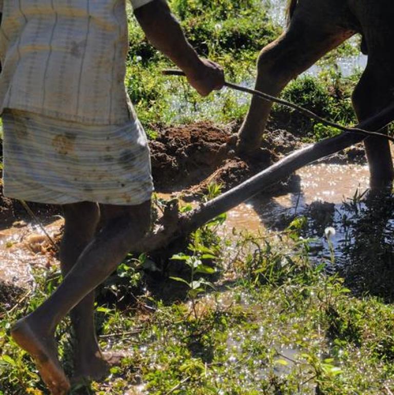 a buffalo pulls a hoe in a wet field. We only see its legs and the legs of the human driving it from behind.