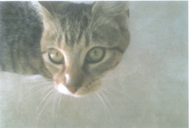 A tabby cat looks up at the camera