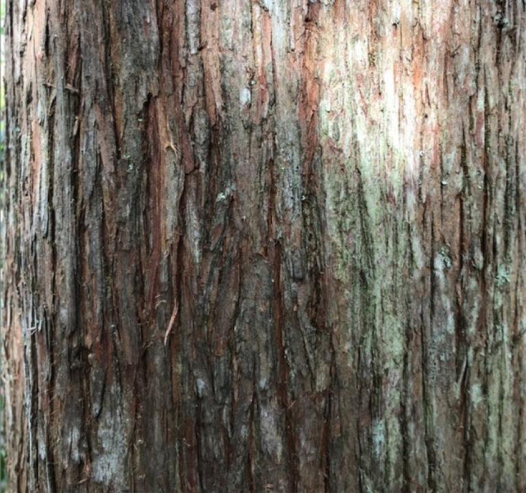 The bark the totara in dappled light